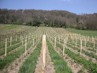 vignes-enherbements-naturel_resized.jpg