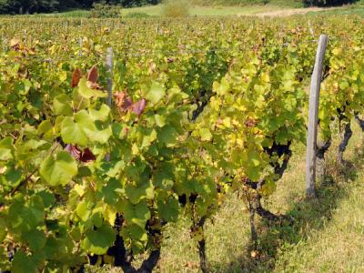 vignes-nicolas-gonin-1-2_resized.jpg