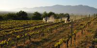 Domaine Vaquer