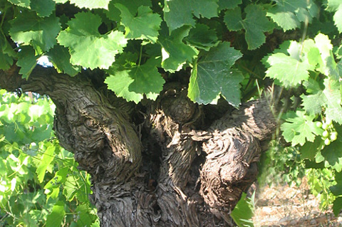 vieux_grenache_resized.jpg