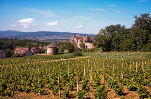 Vignes-pontus-tyard-1024x676_resized.jpg