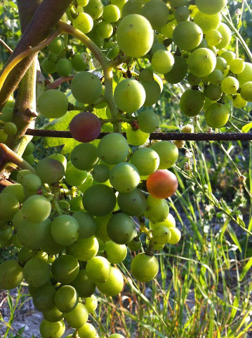 veraison_2015_07_resized.jpg