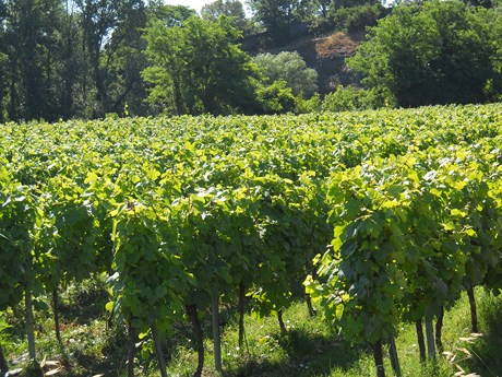 Clos la Roque