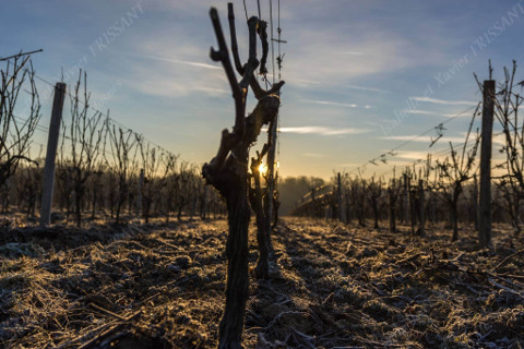 Domaine Frissant