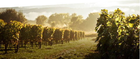 Domaine Ravier
