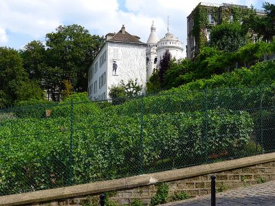 Vigne du Clos Montmartre
