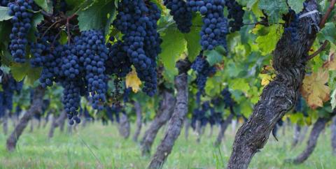 Château Haut Beynat des Vignobles Cardoso