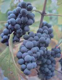 raisins-2_resized.jpg